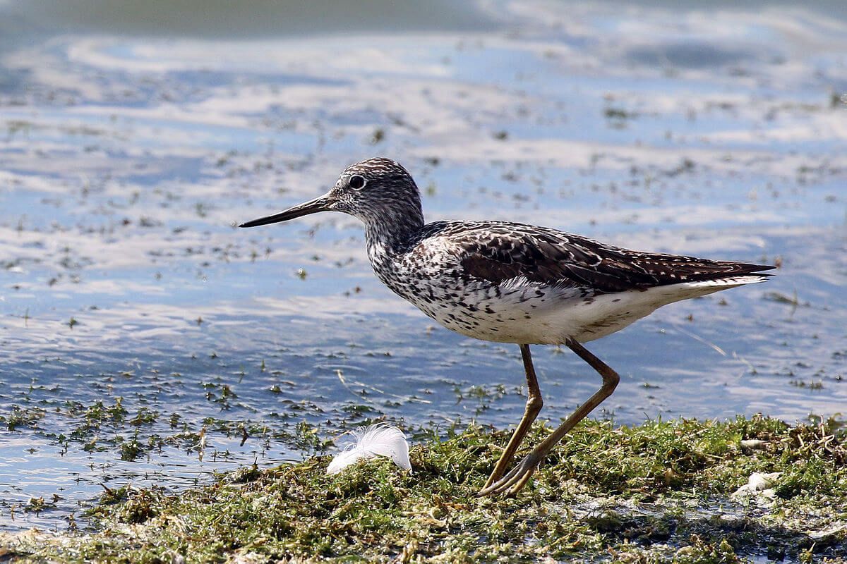 Common Greenshank