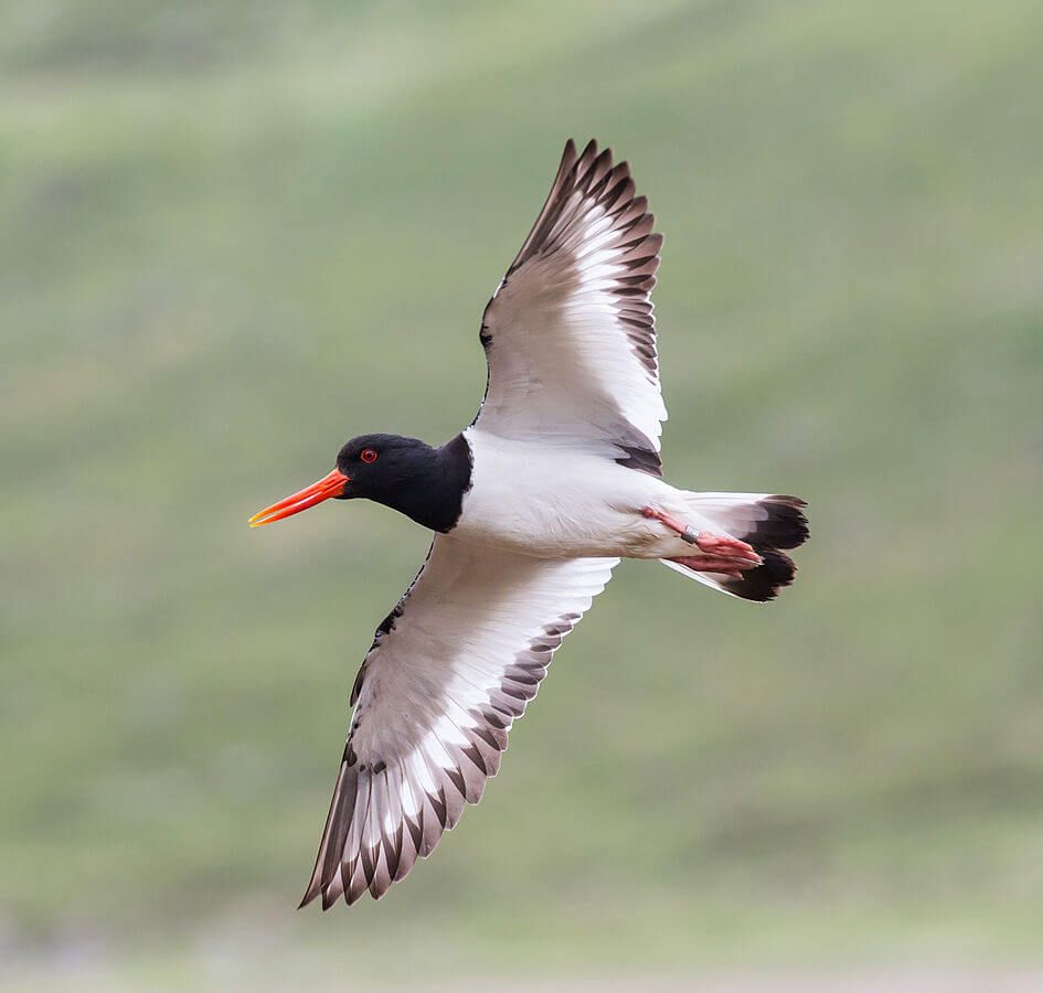 Eurasian Oystercatcher