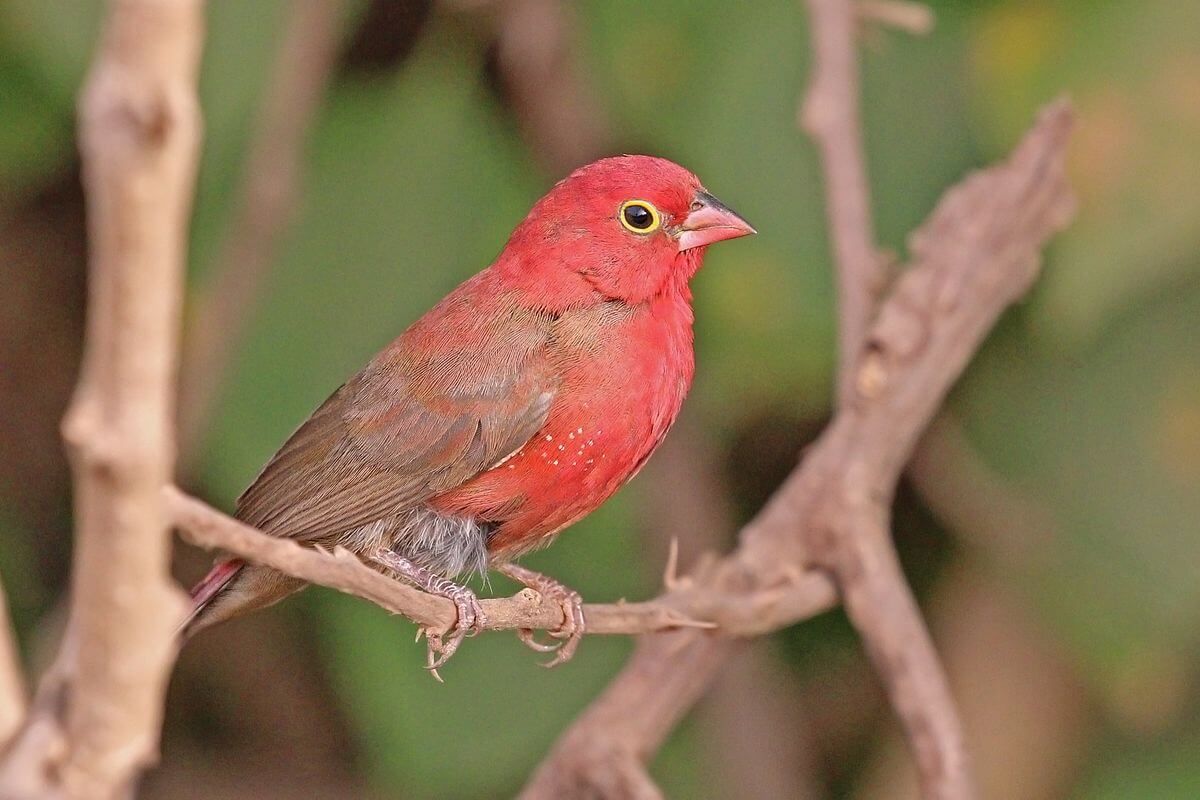 Red-Billed