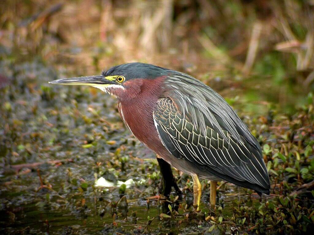 Green-Backed Heron